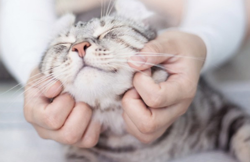 Happy cat getting cheek scratches