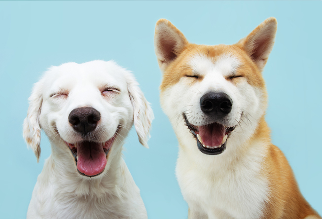 Two smiling dogs