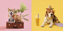 Dogs ready for summer travel