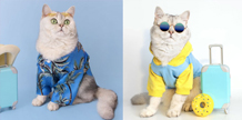 Cats dressed for vacation